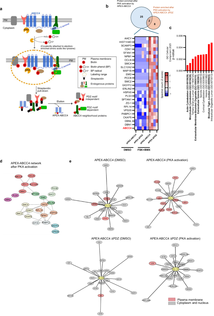 Fig. 4: Proximity labeling by APEX-ABCC4 reveals enrichment of actin cytoskeleton proteins in the presence of ABCC4 PDZ motif and after PKA activation.