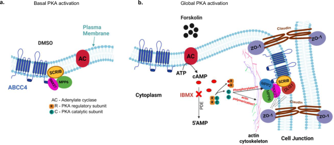 Fig. 6: PKA activation promotes ABCC4 plasma membrane localization by inducing the formation of ABCC4 PDZ motif-dependent complex and by concentrating actin cytoskeletal proteins near ABCC4.