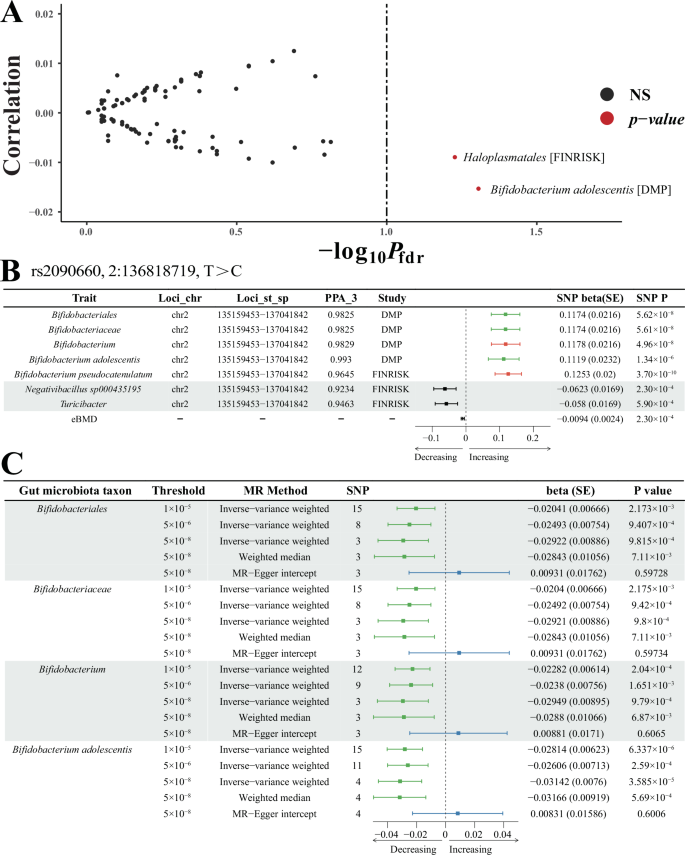 Fig. 3: The pleiotropic effects and causal associations between the GM taxa and estimated heel bone mineral density (eBMD).