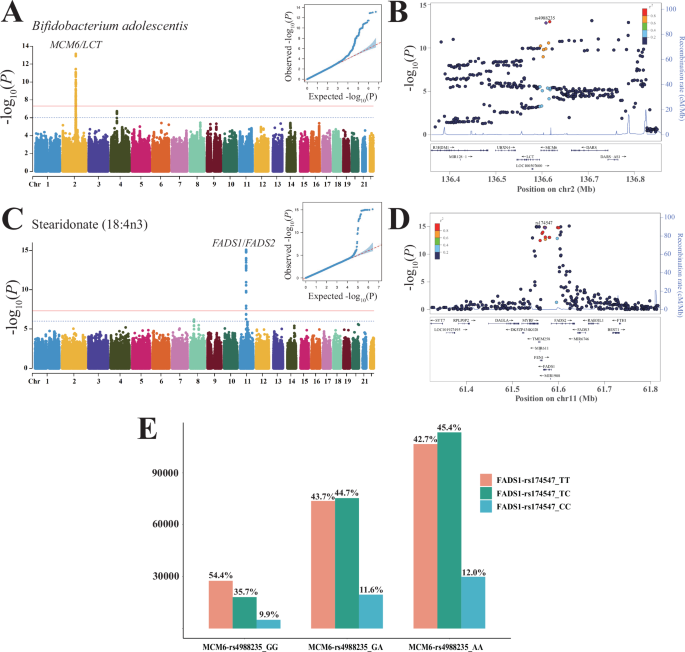 Fig. 5: The genetic determinants of Bifidobacterium adolescentis and the stearidonate.