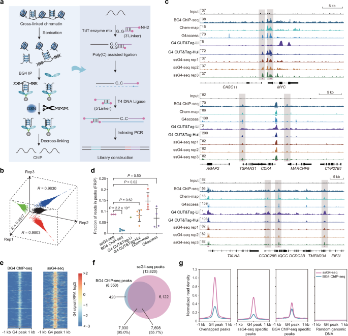 Fig. 1: Overview of ssG4-seq method.