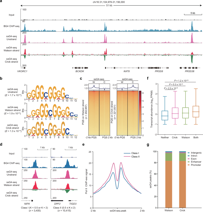 Fig. 2: ssG4-seq identifies strand-specific G4 structures.