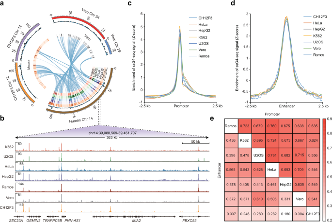 Fig. 3: G4 predominantly enriched in promoters and enhancers across species.