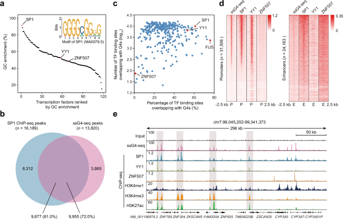 Fig. 4: SP1 bind G4s in enhancer and promoter regions.