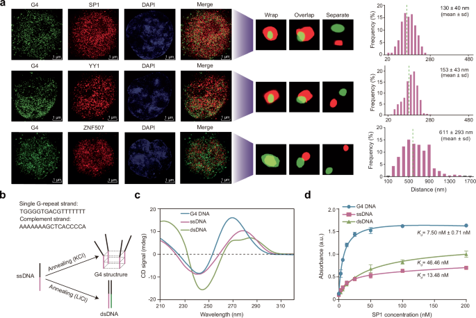Fig. 5: SP1 preferentially binds DNA G4s.