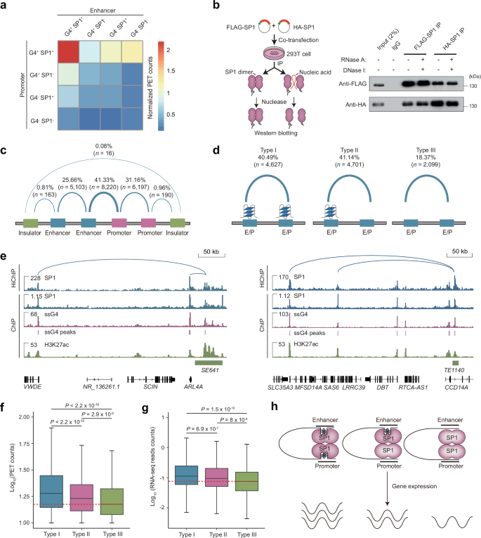 Fig. 6: SP1 binds DNA G4s to modulate enhancer-promoter looping.