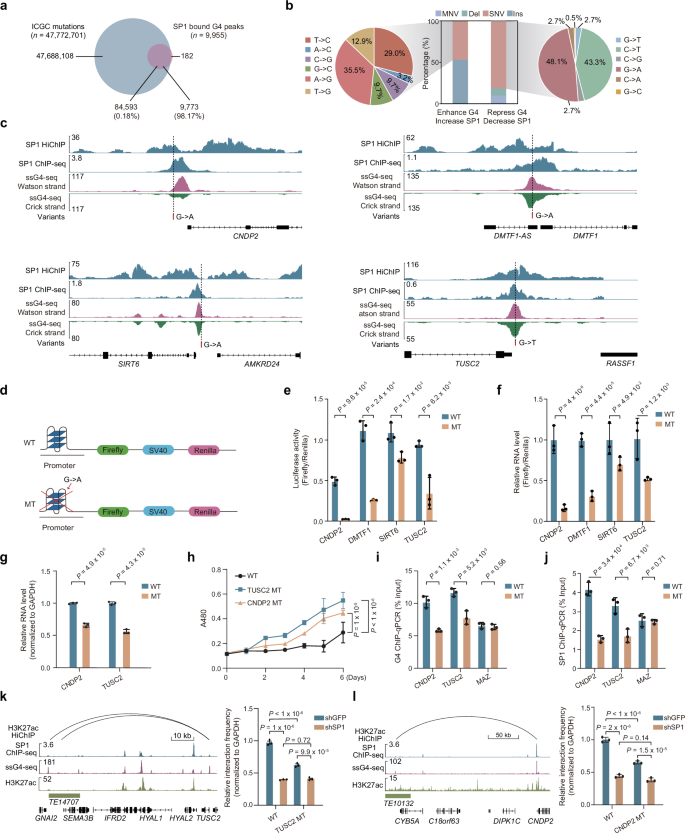 Fig. 7: Risk variants disrupt G4s and SP1 binding to promote tumor cell growth.