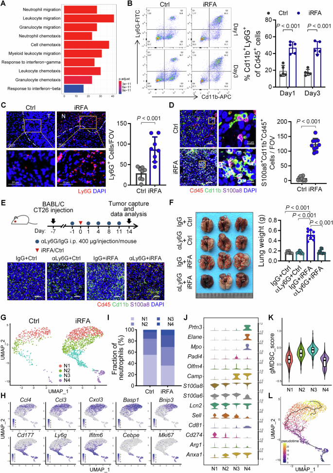 Fig. 2: Neutrophils mediate lung metastasis of CRLM in iRFA.