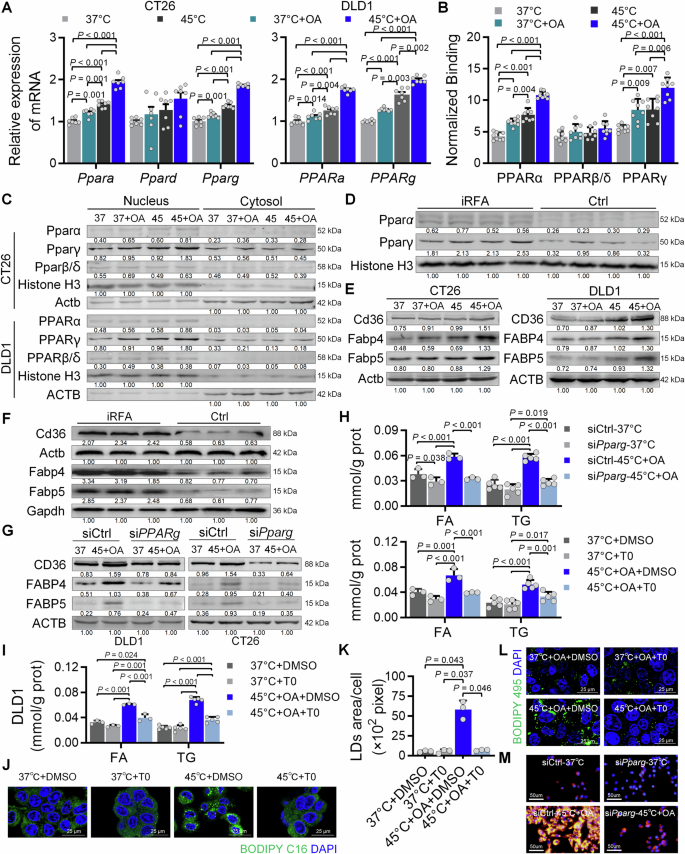 Fig. 5: Expression of PPARγ, CD36, and FABP4/5 in tumor cells.
