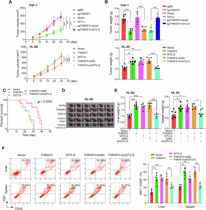 Fig. 10: GIT2 Exon14 skipping was involved in THRAP3-mediated AML growth in vivo.