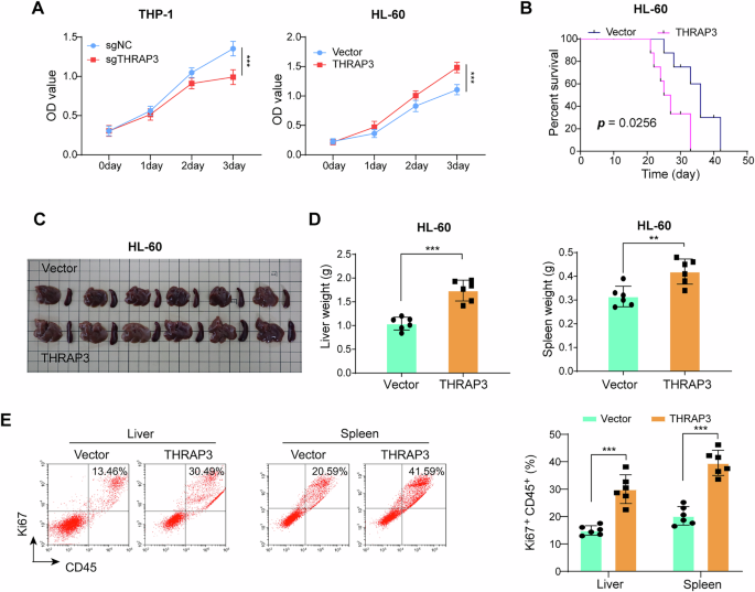 Fig. 2: THRAP3 overexpression accelerated AML progression and reduced mouse survival.