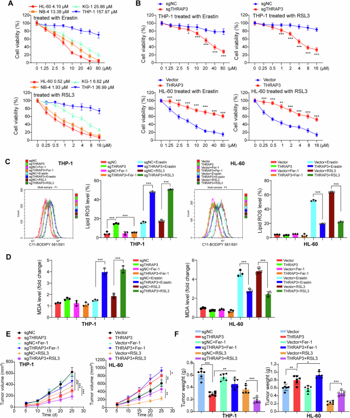 Fig. 3: THRAP3 sensitized AML cells to Erastin/RSL3-induced ferroptosis.