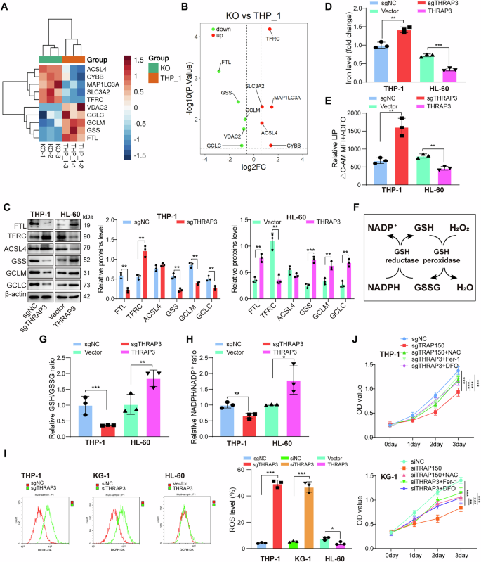Fig. 4: THRAP3 inhibited iron deposition and facilitated GSH synthesis in AML cells.