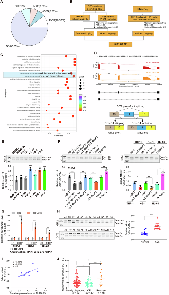 Fig. 5: THRAP3 facilitated GIT2 Exon14 skipping in AML cells.