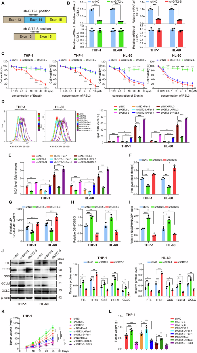Fig. 6: GIT2 Exon14 skipping contributed to ferroptosis resistance of AML cells.