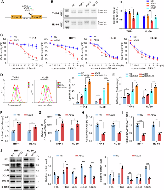 Fig. 7: GIT2 Exon14 skipping contributed to ferroptosis resistance of AML cells.