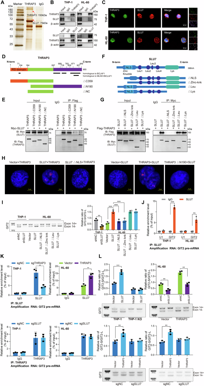 Fig. 8: THRAP3 directly interacted with SLU7 to promote GIT2 Exon14 skipping.