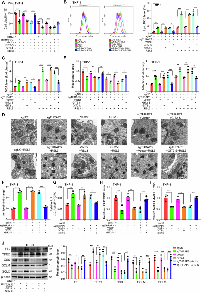 Fig. 9: THRAP3 knockdown restrained GIT2 Exon14 skipping to sensitize AML cells to ferroptosis.