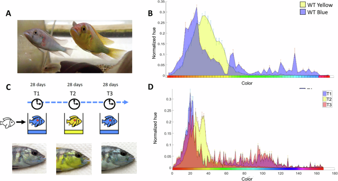 Fig. 1: Blue or yellow Astatotilapia burtoni males can change color depending on the color of their environment.