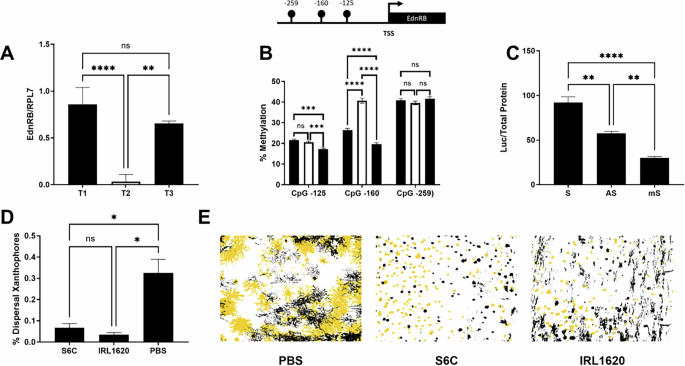 Fig. 3: DNA methylation of EdnRBa directly regulates yellow xanthophore aggregation.