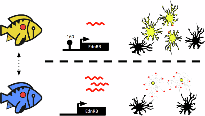 Fig. 4: Proposed model for reversible coloration by DNA methylation through the selective control of EdnRBa in yellow xanthophores.