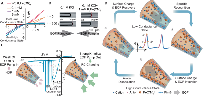 Fig. 2: Conductance state changing kinetics in FON.