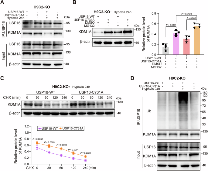 Fig. 10: SNO-USP16 at the C731 site is responsible for hypoxia-induced KDM1A ubiquitination.