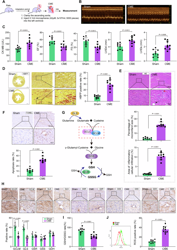Fig. 1: Cardiac dysfunction and GSH imbalance in CME rats.