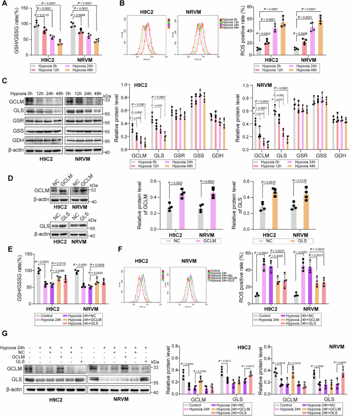 Fig. 2: GCLM/GLS overexpression maintains GSH homeostasis in hypoxia-challenged cardiomyocytes.