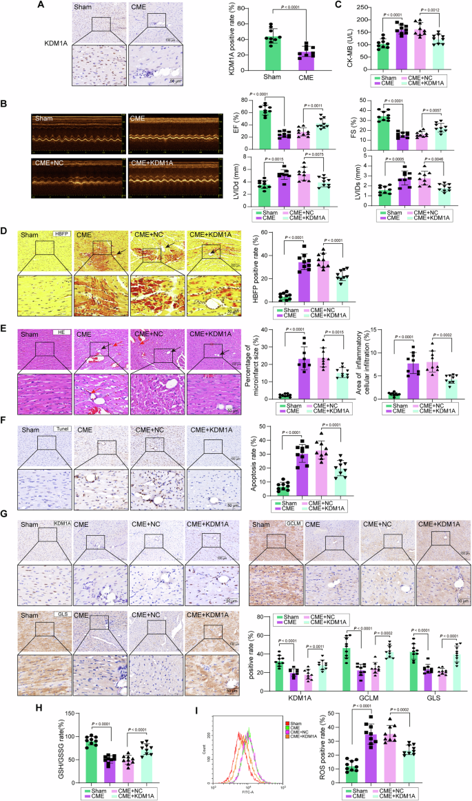 Fig. 3: KDM1A overexpression improves cardiac dysfunction and GSH imbalance in CME rats in vivo.