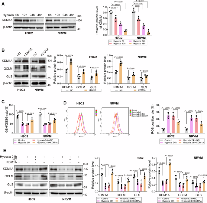 Fig. 4: KDM1A overexpression alleviates CME-induced GSH imbalance in cardiomyocytes.
