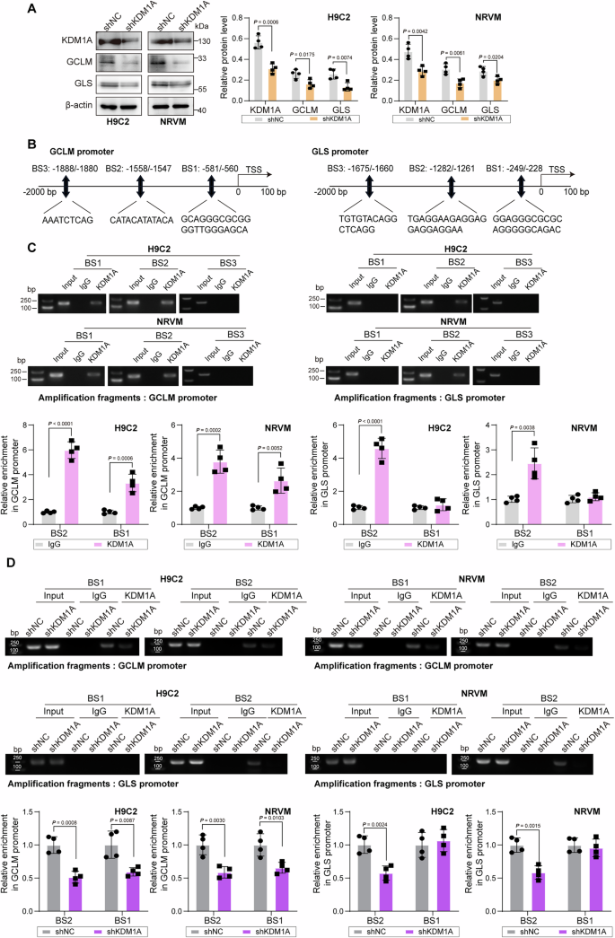 Fig. 5: KDM1A facilitates transcriptional activation of GCLM and GLS.