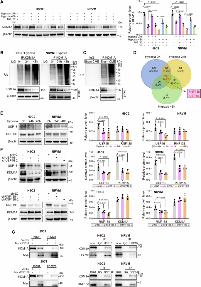 Fig. 6: USP16 stabilizes KDM1A in the in vitro CME model via deubiquitination.
