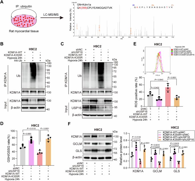 Fig. 7: KDM1A is ubiquitinated at the K355 site in hypoxia-exposed cardiomyocytes.