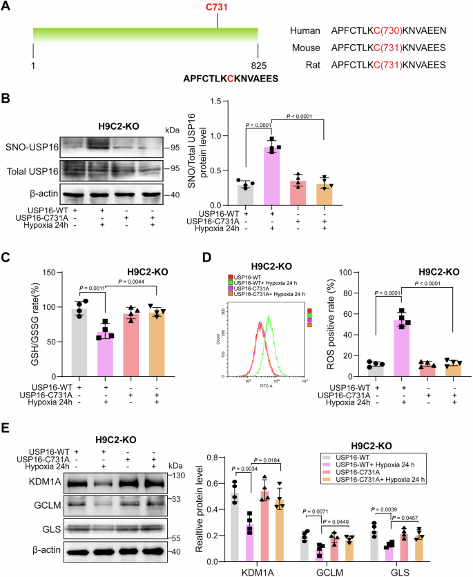Fig. 8: Repression of SNO-USP16 at the C731 site restores GSH homeostasis in hypoxia-stimulated cardiomyocytes.