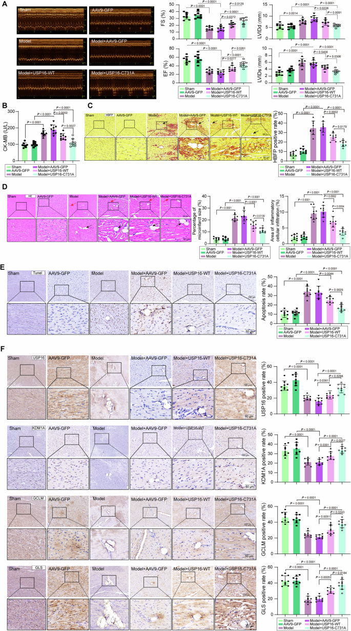 Fig. 9: Inhibition of SNO-USP16 at the C731 site improves cardiac dysfunction and GSH imbalance in CME rats.