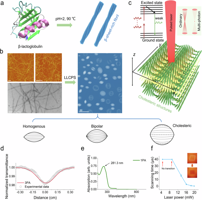 Fig. 1: The LLCPS of β-lactoglobulin (BLG) amyloid fibrils and the multiphoton adsorption of amyloid tactoids.