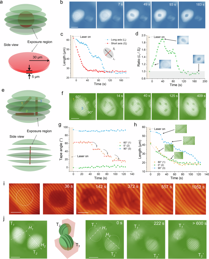 Fig. 3: The recovery of cholesteric tactoids after locally printed patterns.