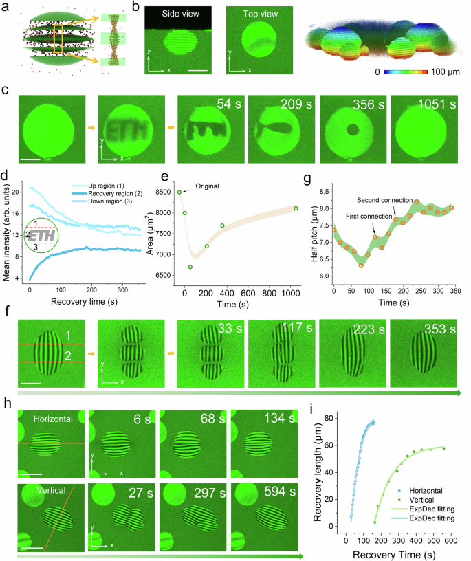 Fig. 4: Templating of fluorescent nanoparticles by amyloid cholesteric tactoids and the strong self-healing of hybrid tactoids.
