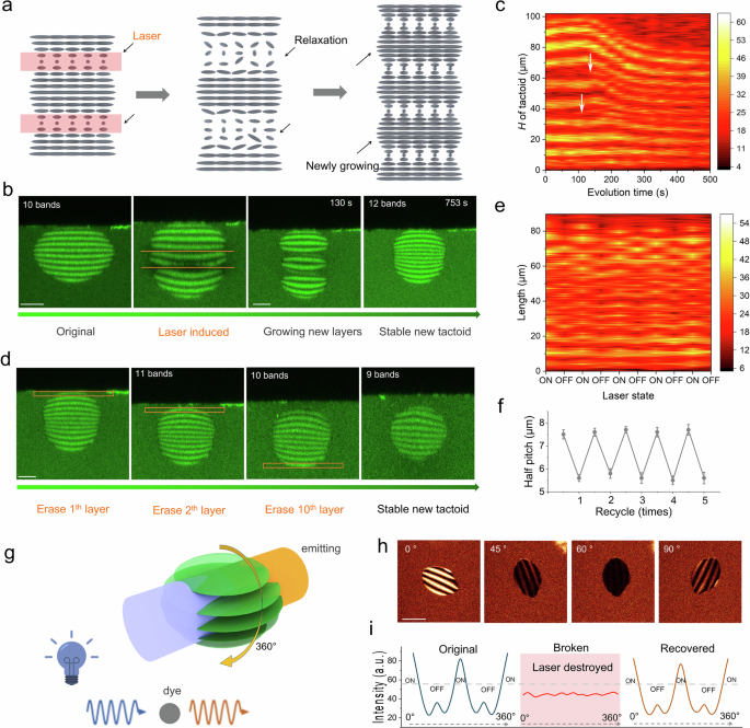Fig. 5: Control of half pitch in hybrid tactoids using 3D-Heating.