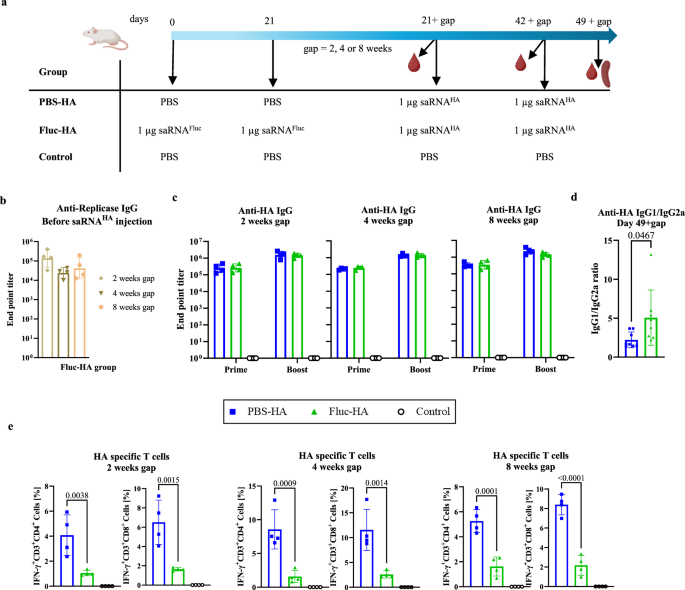 Fig. 2: Pre-existing anti-replicase immunity induced by a first saRNA vaccination schedule impairs Th1 cell responses of a subsequent saRNA vaccination schedule.