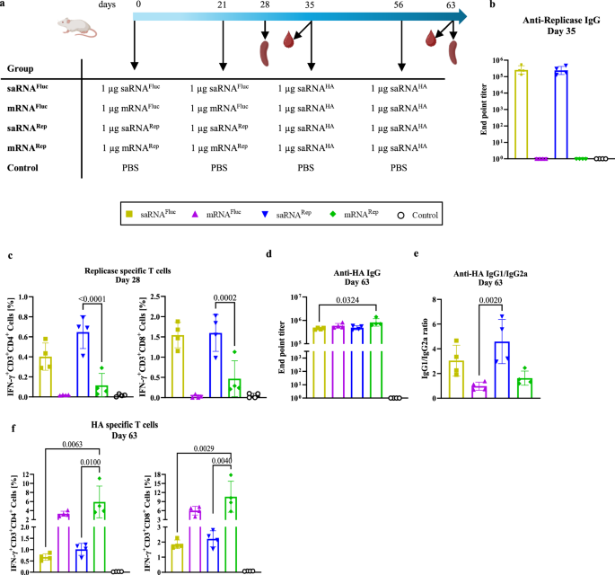Fig. 3: Low levels of only pre-existing anti-replicase T cells do not impair T cell responses of subsequent saRNA vaccines.