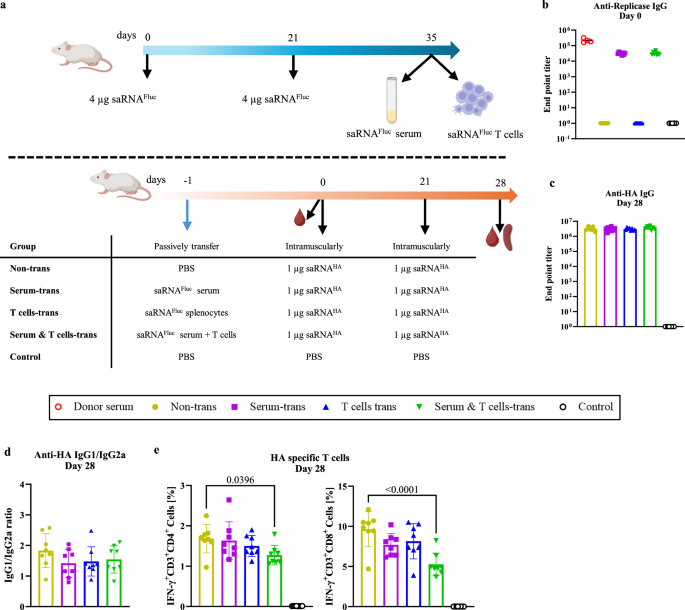 Fig. 4: Adaptive immune responses after saRNAHA vaccination in mice that received anti-replicase serum, T cells, or both via passive transfer.