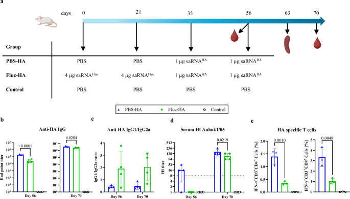 Fig. 5: Pre-treating mice with a 4-fold higher saRNAFluc-LNP dose than the subsequent saRNAHA-LNP vaccine dose affects both anti-HA T cell and antibody responses.
