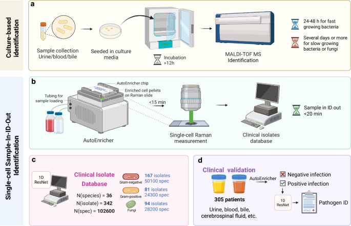 Fig. 1: Comparison of conventional culture-based ID and culture-free sample-to-result ID methods.