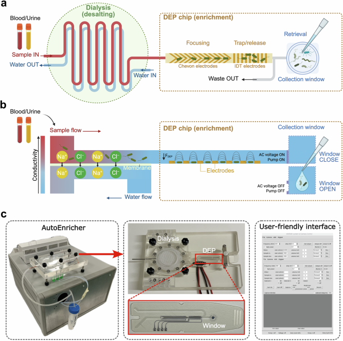 Fig. 2: The integrated dialysis-DEP enrichment system.