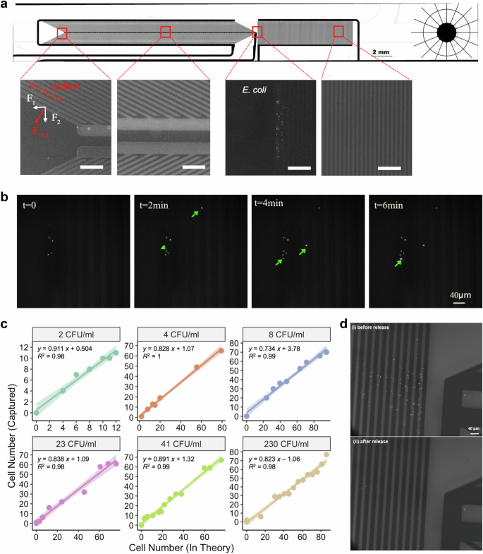 Fig. 4: Effective bacteria enrichment and release at low concentrations.