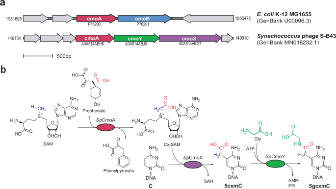 Fig. 1: A putative 5-glycylcarboxymethylcytosine (5gcxmC) synthesis pathway.