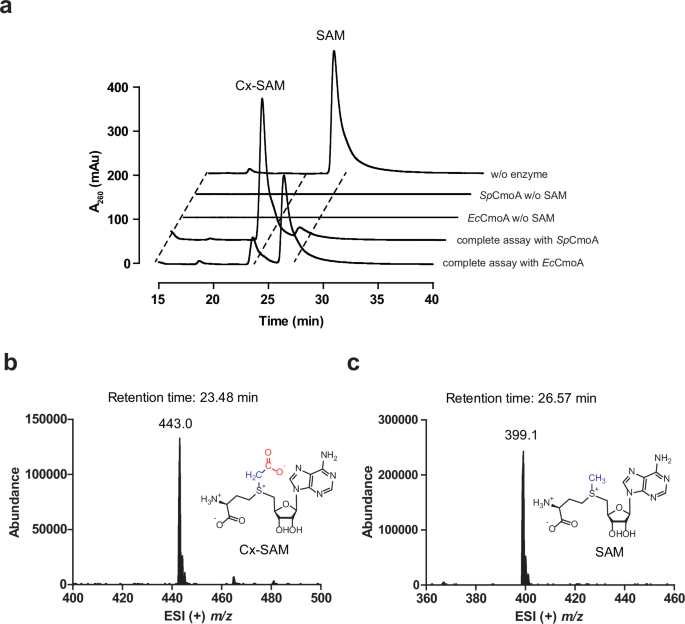 Fig. 2: The activity assay of SpCmoA.