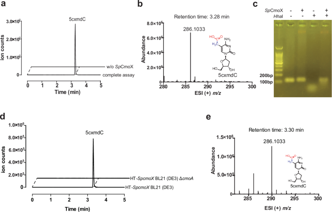 Fig. 3: The activity assay and physiological function of SpCmoX in vitro and in vivo.